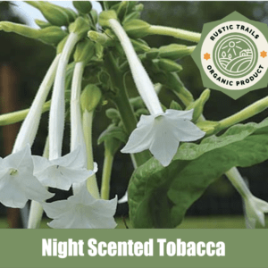 Night Scented Tobacco, Nicotiana alata